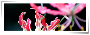 lily