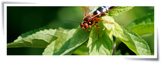 wasp